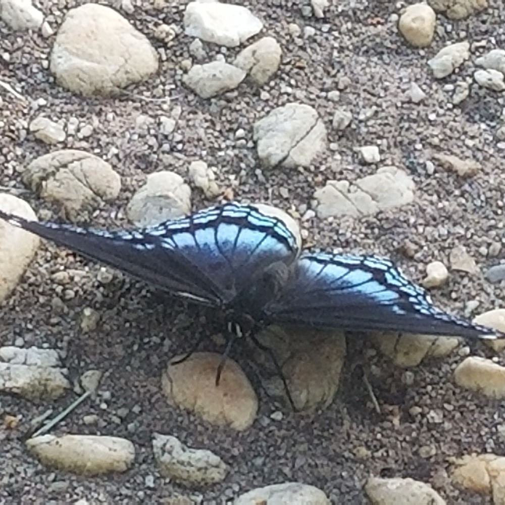 Meet your Posher, Therese